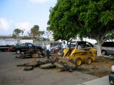 Tree Root Removal Asphalt Repair Costa Mesa CA 
